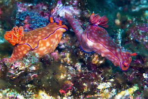 Pair of Ceratosoma trilobatum/Photographed with a Canon 1... by Laurie Slawson 